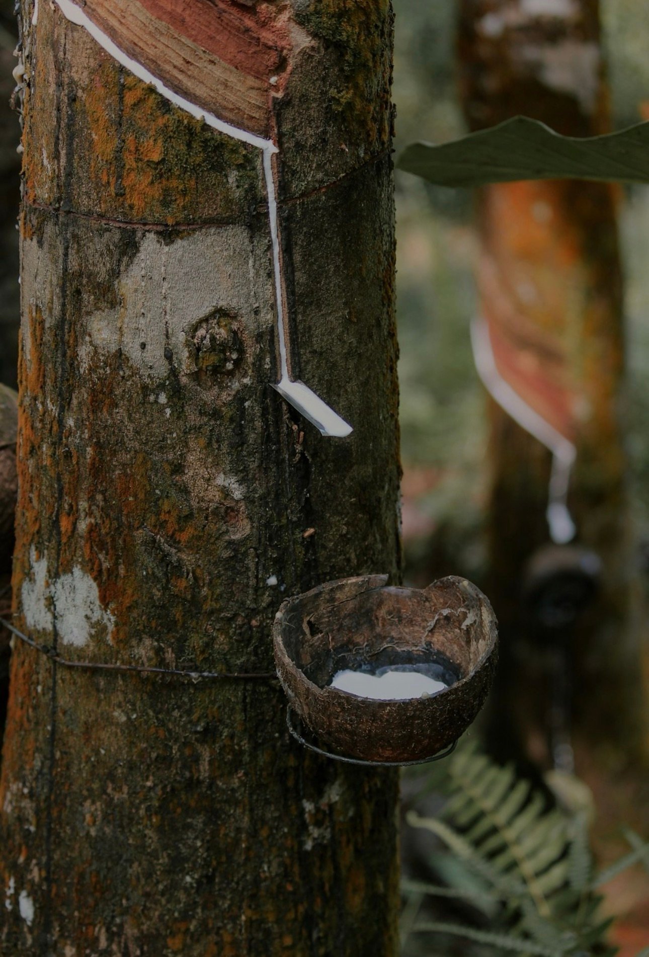 From Tree to Tire and Beyond: How Natural Rubber and Recycling Can Shape the Future of Sustainable Manufacturing post thumbnail image